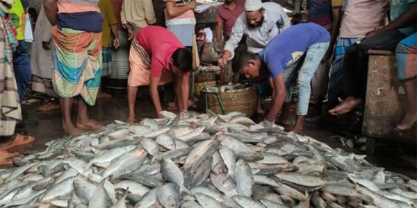 ইলিশ আহরণের তথ্য ও বাস্তবতার ফারাক